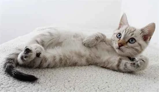 What should you do if you accidentally step on a cat's tail?