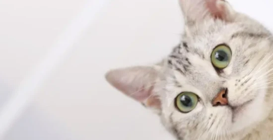 When a cat "protects" you, it will exhibit these behaviors.