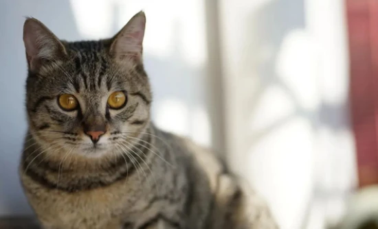 Is it okay to sleep with a cat?