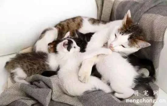 What issues should be considered when caring for a nursing cat?