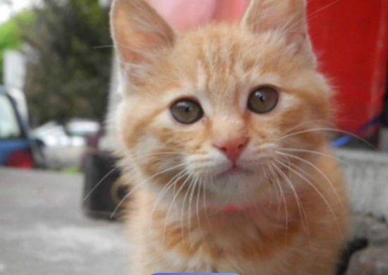 The kitten made a buzzing sound like a motor.