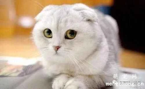 What should I do if my cat vomits after eating hairball remedy?