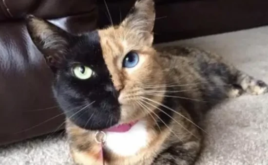 Why is a two-toned face considered unlucky?