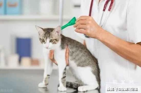 Do pet cats need to be dewormed regularly and in measured amounts?