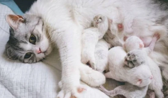 What to do if the mother cat has no milk for the kittens?