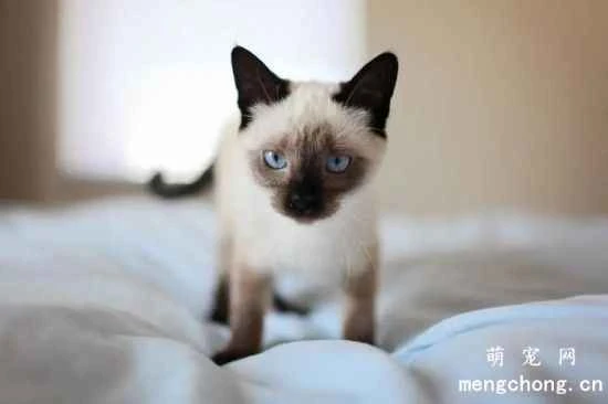 How long do Siamese cats live?