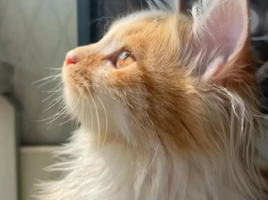 Ten ways to keep your cat warm – are you doing them right?