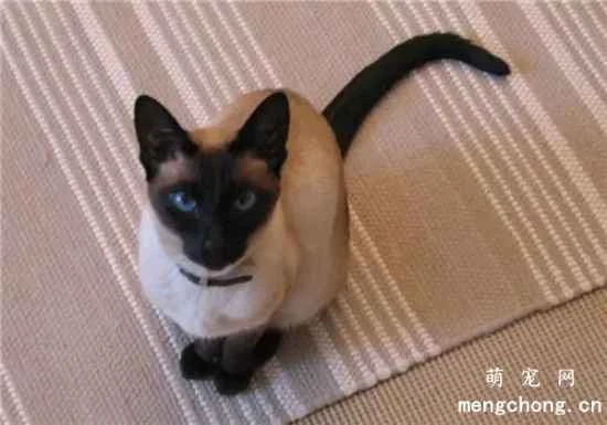 Feeding and daily care knowledge for Siamese cats