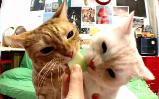 What fruits can cats eat?