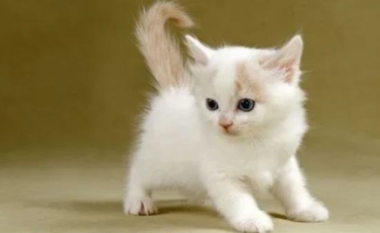 Kittens are at their naughtiest at these months.