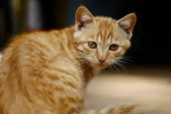 How to determine the age of a kitten