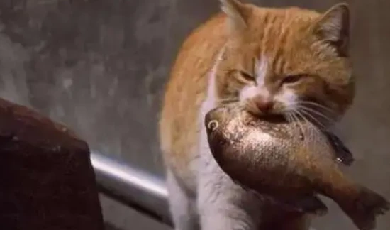 猫咪爱吃鱼？你可能一直以来误解它了