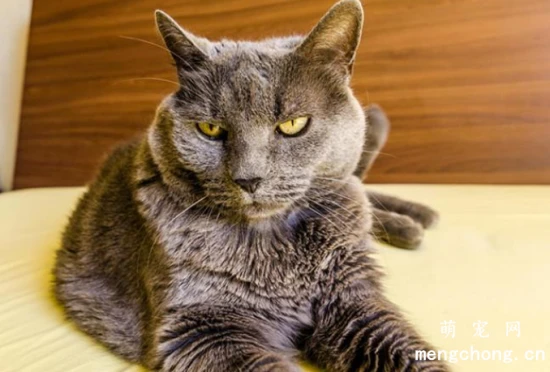 What pet supplies should I prepare if I'm getting a cat for the first time?