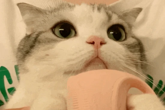 Have you noticed these 8 little behaviors your cat exhibits when it's happy?