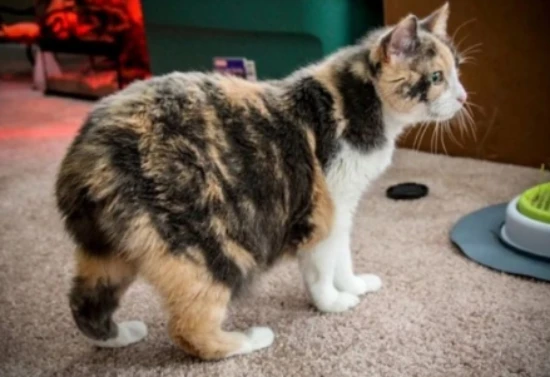 What is the name of a cat without a tail?