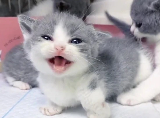 The kitten kept purring when I petted it.