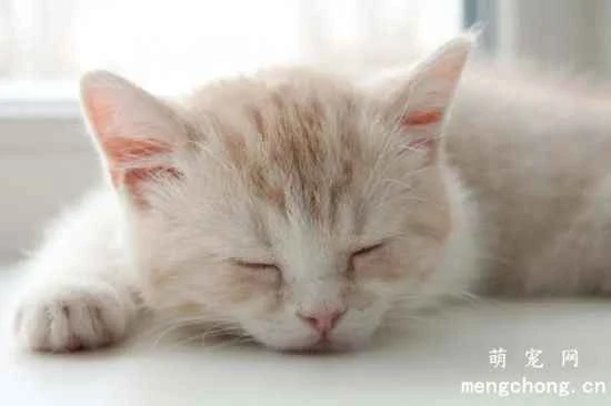 Why do cats love to sleep so much? How long do cats need to sleep?