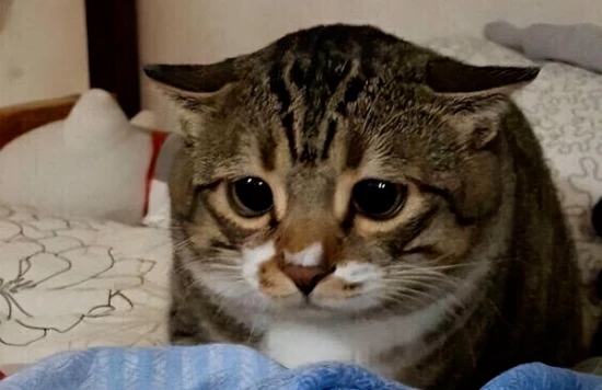 Four short-lived cat breeds that will bring you beautiful memories for a lifetime.