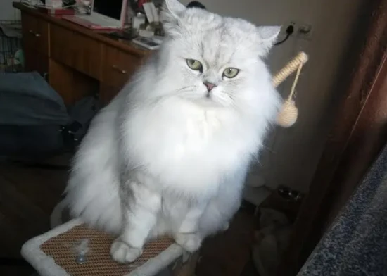 What does a long-haired cat look like before its fur grows out?