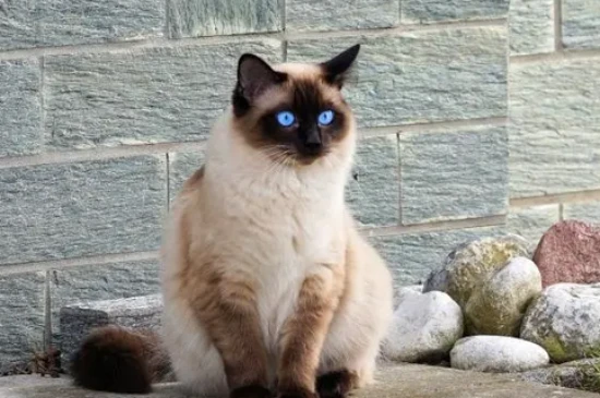Why are so few people keeping Balinese cats?