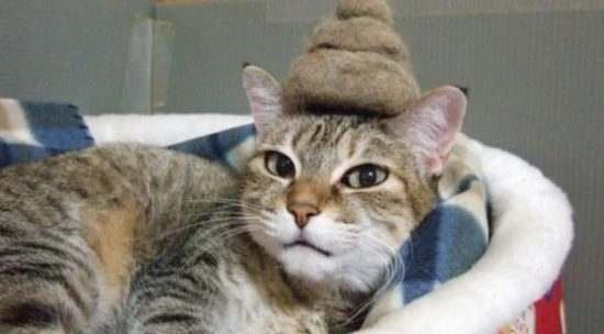 Why do cats like to watch their owners poop? 为什么猫喜欢看主人拉屎