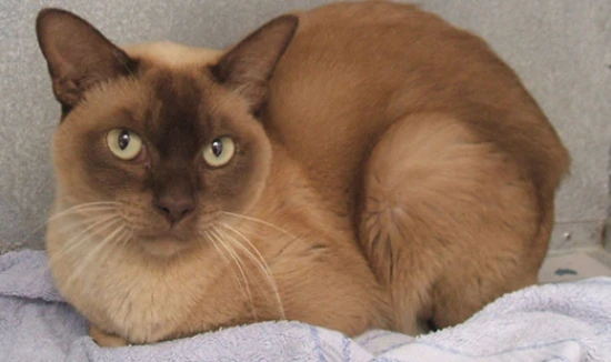 What are the physical characteristics of a Burmese cat?