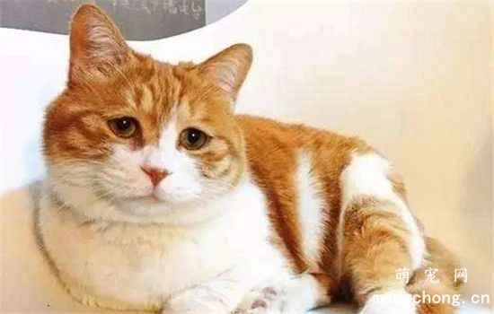 Four essential details about a cat's life that shouldn't be overlooked?