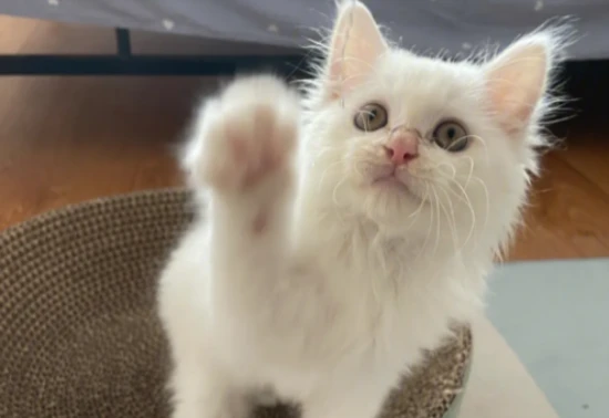 What are some little-known facts about owning a cat?