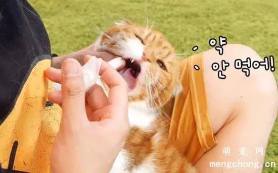 Methods and techniques for giving medicine to pet cats