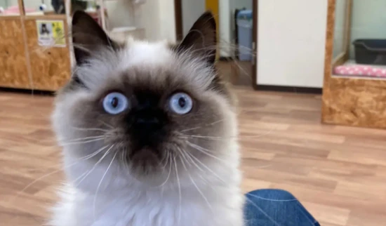 Himalayan cat's physical characteristics and color scheme 喜马拉雅猫的外形特征配色