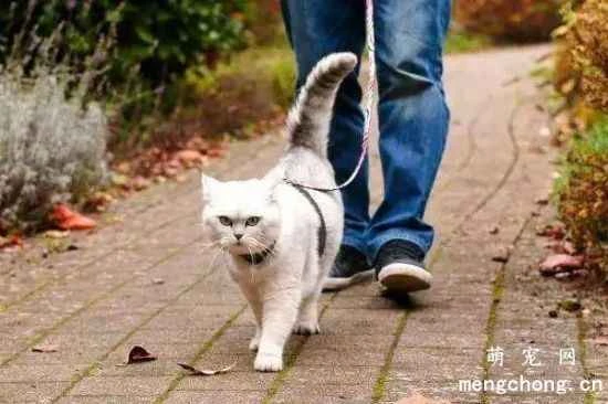 Do cats need to be walked? Do pet cats like being walked?