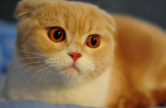 盘点四种最难养的猫，新手一定要避开