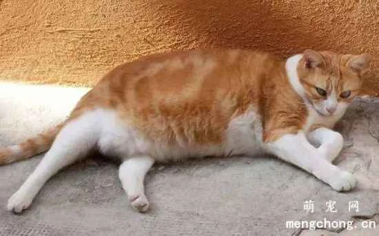 What are the dangers of a cat becoming obese?