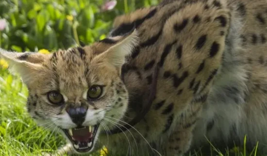 Why does the stray cat keep meowing?