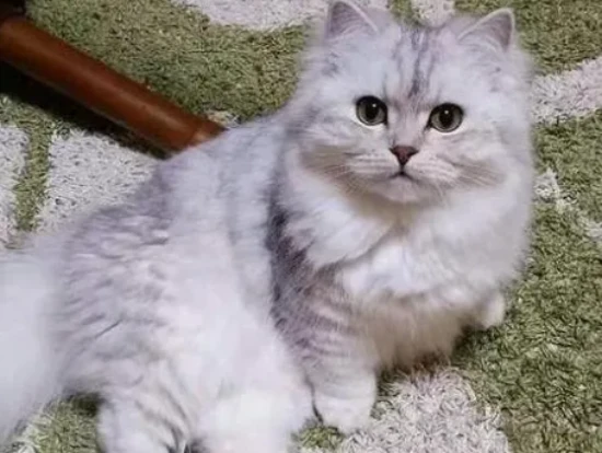 How long does it take to tell if a kitten has long or short fur?