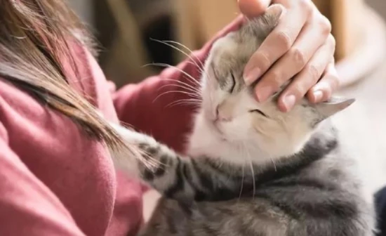 How to deal with the strong smell in the house after getting a cat?