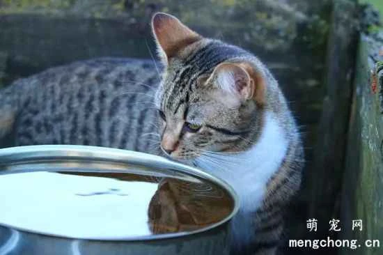How to prevent cats from becoming dehydrated in summer? What are the symptoms of dehydration in cats?