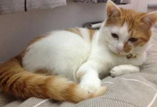 What should a mother cat eat to produce the fastest and most milk?