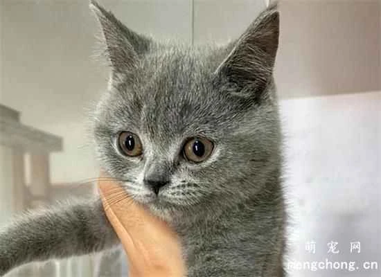 The 6 least smelly cat breeds: They can go months without a bath and still smell wonderful!