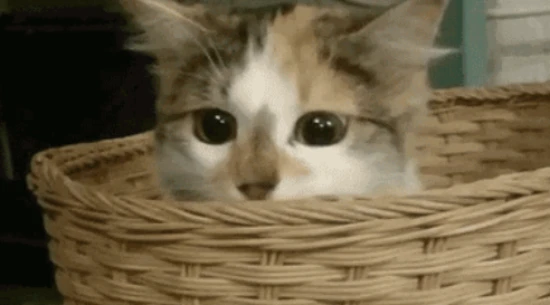 My cat isn't eating, drinking, or using the litter box when I'm home alone. Is it separation anxiety?