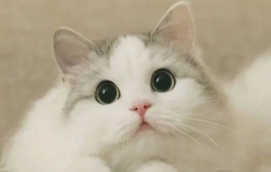 Ten quirky cat habits you probably didn't know – they're all little-known facts!