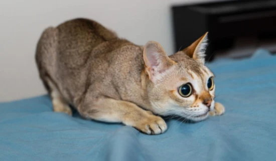 What are some cat breeds in Southeast Asia?