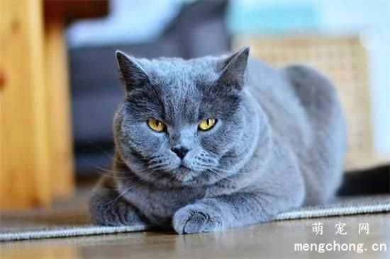 Can elderly people keep cats?