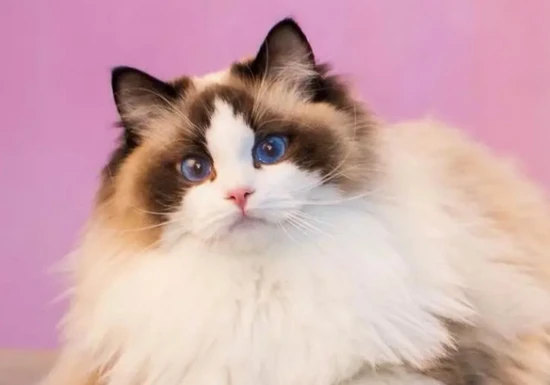 What is the name of the cat that looks like a princess?