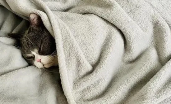 In winter, cats always sleep under the covers. Don't they get oxygen deprivation?