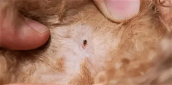 Symptoms of parasites in cats