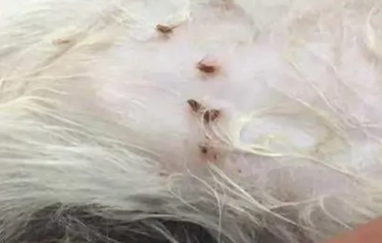 What to do if a kitten has fleas?