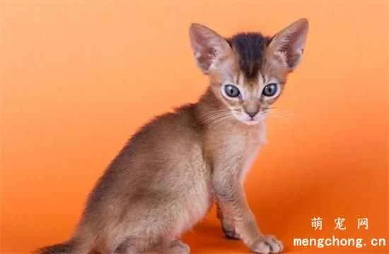 A list of cat coat colors – there are so many different coat names!