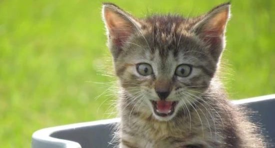 Why does my cat keep meowing?