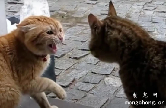 Cats that often fight and kick each other have a bad relationship and are incompatible.